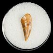 Raptor Tooth From Morocco #5064-1
